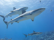 Picture 'Yap1_1_01745 Blacktip Reef Shark, Carcharhinus Amblyrhynchos, Carcharhinus Melanopterus, Gray Reef Shark, Shark, Yap, Vertigo (dive site)'